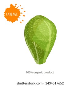 Banner with a head of green cabbage for salad and the inscription organic product. Vector card on the theme of healthy eating. Brussels sprouts whole close up.