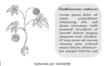 Banner with Herbal Known as Eleutherococcus Senticosus , Siberian Ginseng, Eleuthero, Ciwujia, Devils Shrub, Shigoka, Touch-me-not, Wild pepper, Kan jang. Traditional Medicine Component