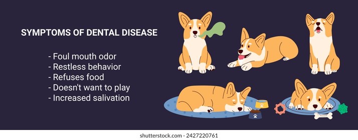 Banner Infografik Symptome von Zahnproblemen Hund. Corgi-Charaktere traurig, heulend, nicht spielend. Medizinisches Veterinärkonzept. Vektorgrafik 