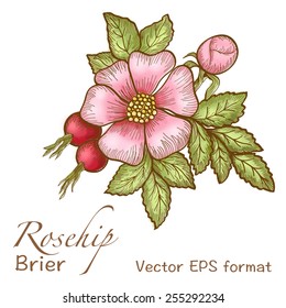 Banner, invitation or greeting card with one flower. Vector illustration.