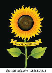 Banner or label for sunflower oil with a big blossom sunflower and green leaves on the black background. Advertising poster, decorative vector illustration
