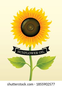 Banner or label for sunflower oil with a big blossom sunflower and green leaves on a light background. Advertising poster, vector illustration