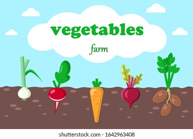 Banner or poster on the theme of the farm and garden.Illustration with root vegetables in a flat style.Green onion, carrot, potatoe, beet, radishe.
