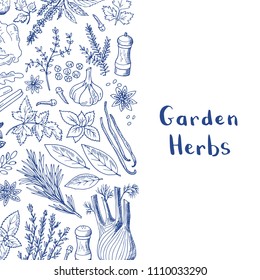 Banner and poster vector hand drawn herbs and spices background with place for text illustration