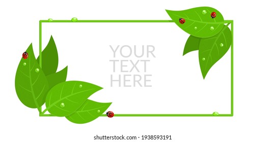 Banner With Red Ladybugs And Green Leaves with Water Drops Isolated Vector Illustration Art