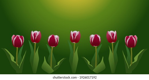 Banner of red tulips on an isolated green background. Vector illustration. Perfect for a backdrop, promotions, congratulations, greeting cards