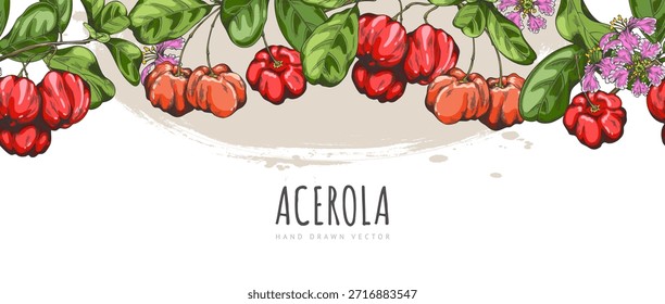 Banner com uma borda superior sem costura com ramos de acerola, bagas, flores e folhas. Cereja de Barbados. Superalimento. Botânica e tema de alimentação saudável. Esquema em aquarela desenhado à mão gravado. Vetor.
