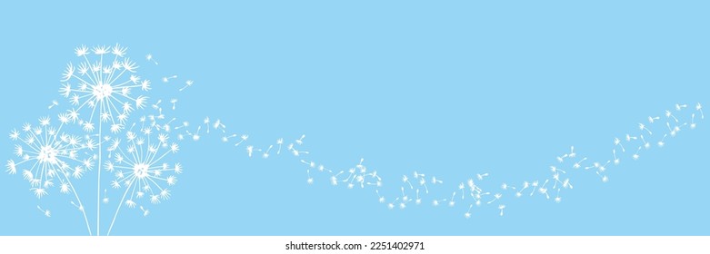Banner with silhouettes of white dandelions with fluffy seeds flying in a wave on a blue background. Vector illustration