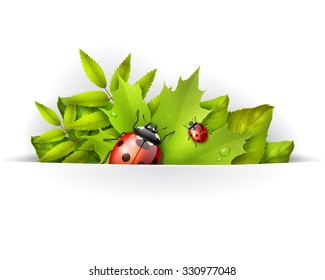 Banner, spring background or card template with green maple leaves and ladybird, vector background