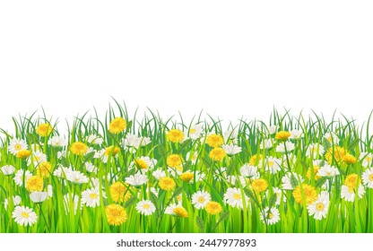 Banner summer landscape rural field green grass, daisy, dandelion flowers