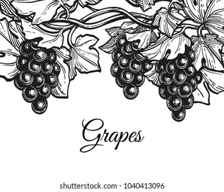 Banner template. Hand drawn vector illustration of grapes. Vine sketch.