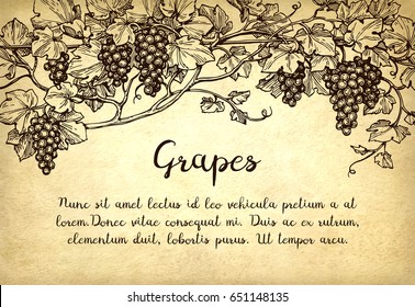 Banner template. Hand drawn vector illustration of grapes. Vine sketch on old paper background.