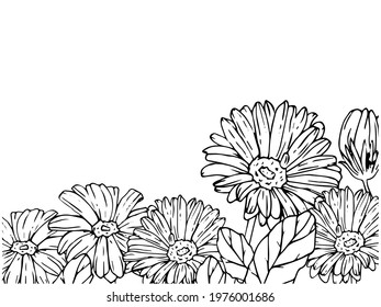 
Banner templete with floral frame made of gerberas and leaves. Vector illustration in monochrome in hand drawn outline style