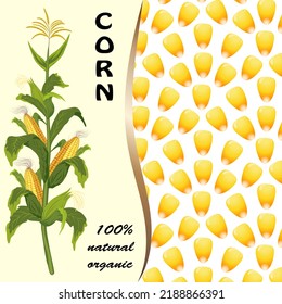 Banner with text and corn.Vector illustration with corn and text on an abstract background of grains.