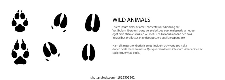 Banner of track of forest animals, traces of a roe deer and a boar and a wolf , vector illustration