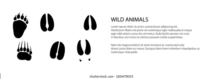 Banner of track of forest animals, traces of a bear and a deer and a moose , vector illustration