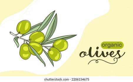 Banner vector drawing of green olives.  The line of the drawing with the inscription Organic olives.