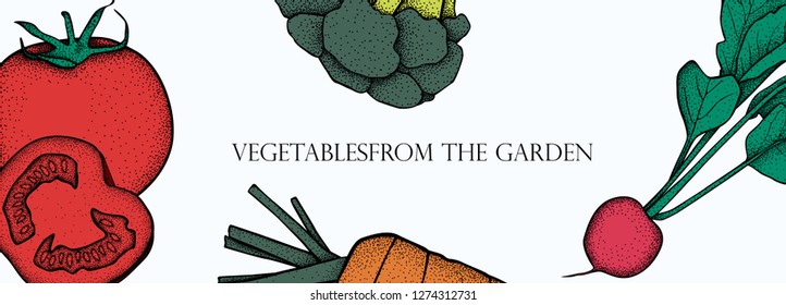 Banner with vector vegetables. Concept healthy food. Broccoli, carrot, tomato, radish.