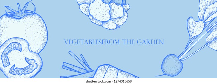 Banner with vector vegetables. Concept healthy food. Broccoli, carrot, tomato, radish.
