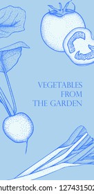 Banner with vector vegetables. Concept healthy food. Onion, leek, tomato, radish.
