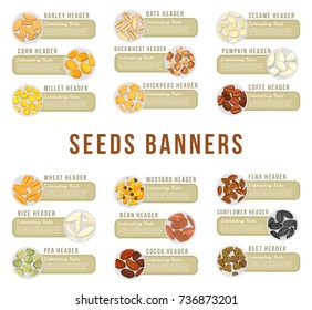 Banners or cards with seeds. Barley header and oats, sesame and corn, buckwheat and pumpkin, millet and chickpeas, coffee and wheat, mustard and flax, rice grain and bean, cocoa food