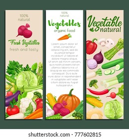 Banners design with vector vegetables. Concept healthy food. Cabbage or pepper, beets and carrots. Onion, zucchini, eggplant and asparagus. Corn, celery and mushrooms.