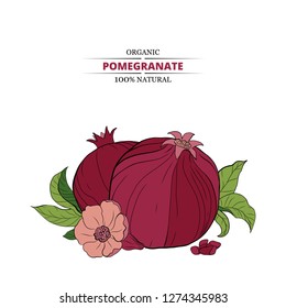 Banners with pomegranate fruits on white background. Design for cosmetics, spa, pomegranate juice, health care products, perfume. Can be used as dessert menu or farmers shop background