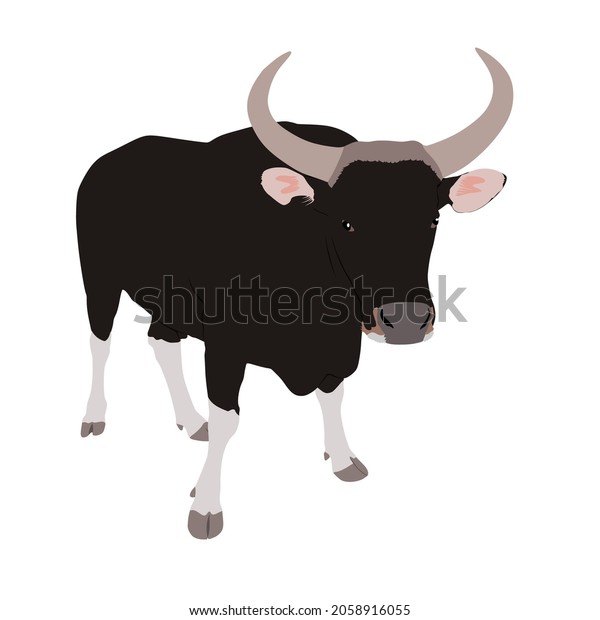 Banteng, Bos javanicus is wild cattle that can be\
found in Southeast\
Asia