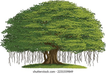 A Banyan tree, big and lush, vector illustration isolated on white background, EPS svg