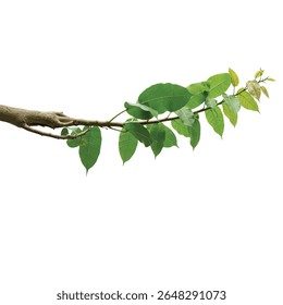 Banyan Tree Branch with Aerial Roots and Green Leaves Isolated on White