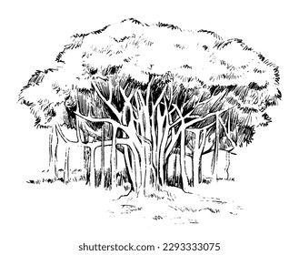 Banyan tree line art hand drawing style. vector isolated. svg
