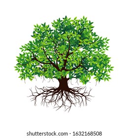 Banyan tree and shady green leaf roots on a white background, vector illustration