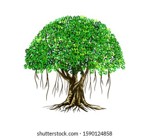 Banyan tree vector illustration. roots of banyan tree. 