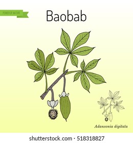 Baobab (Adansonia digitata), or dead-rat, monkey-bread, upside-down, cream of tartar tree. Hand drawn botanical vector illustration