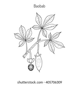 Baobab (Adansonia digitata), or dead-rat tree, monkey-bread tree, upside-down, cream of tartar tree. Hand drawn botanical vector illustration.