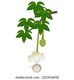 Baobab flower on a branch with leaves on a white background.