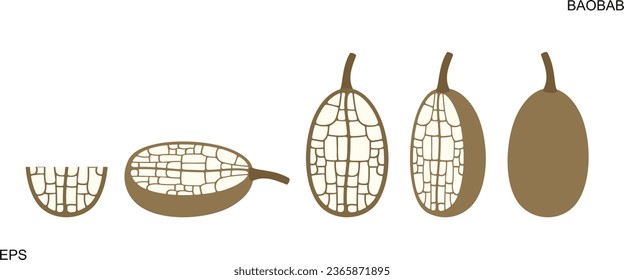 Baobab fruit logo. Isolated baobab fruit on white background