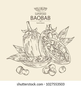 Baobab: baobab fruit, seeds and leaves. Super food. Vector hand drawn illustration