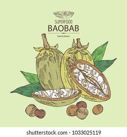 Baobab: baobab fruit, seeds and leaves. Super food. Vector hand drawn illustration