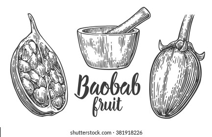 Baobab Fruit And Seeds. Mortar And Pestle. Vector Vintage Engraved Illustration On White Background. 