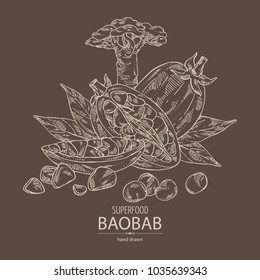 Baobab: baobab fruit, seeds, tree and leaves. Super food. Vector hand drawn illustration