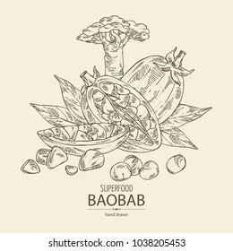Baobab: baobab fruit, seeds, tree and leaves. Super food. Vector hand drawn illustration