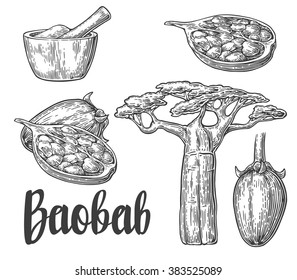 Baobab fruit, tree and seeds. Mortar and pestle. Vector vintage engraved illustration isolated on white background. Hand drawn sketch. 