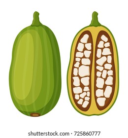 Baobab, organic nutrition, exotic detox fruit. Made in cartoon flat style. Vector illustration