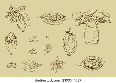 baobab seeds and beans, plant parts outline sketch