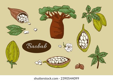 baobab tree and beans, leaves - set colourful