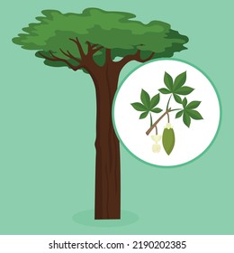Baobab tree, its branch and fruits