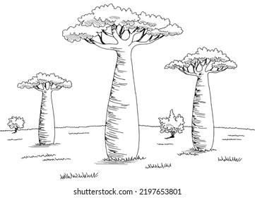 Baobab tree grove graphic black white landscape sketch illustration vector 