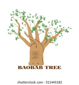 Baobab tree isolated on white background.Preserve nature concept.