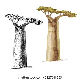 Árbol de baobab con hoja. Vintage vectorial color de la imagen dibujada a mano aislado en fondo blanco